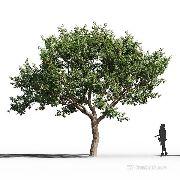 Tall Lush Deciduous Tree with Green Foliage and a Person Walking Nearby 3d model 