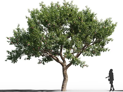 Tall Lush Deciduous Tree with Green Foliage and a Person Walking Nearby 3d model