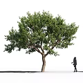 Tall Lush Deciduous Tree with Green Foliage and a Person Walking Nearby
