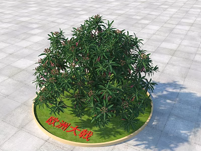 European Euphorbia With Lush Green Leaves And Pink Blossoms In Circular Planter On Stone Pavement 3d model
