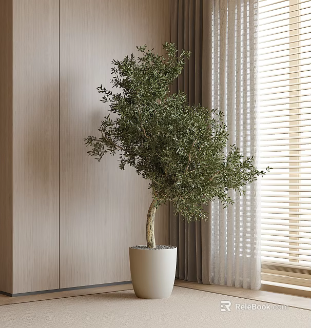 Indoor Olive Tree Bonsai Potted Plant in White Pot with Curtains and Wall 3d model 