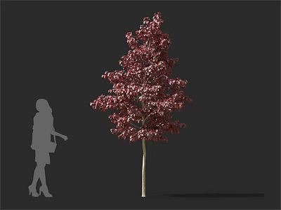 Tall Arbor With Red Leaves And Human Silhouette For Size Comparison 3d model