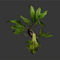 Green Plant With Slender Stem And Several Green Leaves On Gray Background With Reflection