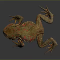Detailed Colorful Toad With Red Brown Markings On Gray Background