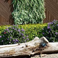 Living Plant Wall with Diverse Greenery Wooden Accents Enhancing Outdoor Space with Pebbles and Shrubs