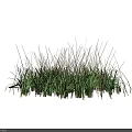 Lush Green Grasses With Slender Leaves Growing In Natural Clump On Dark Background
