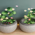 Lotus Bonsai Potted Plants In Stone Flower Pots With Pink White Flowers And Green Leaves