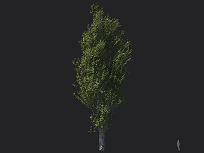 Tall Arbor With Lush Green Leaves Strong Trunk And Dense Foliage 3d model