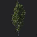 Tall Arbor With Lush Green Leaves Strong Trunk And Dense Foliage