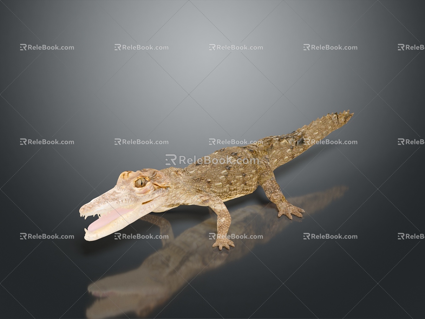 Crocodile Alligator Nile Crocodile carnivore reptile cold-blooded animal reptile reptile 3d model