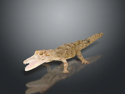 Detailed Reptile Crocodile with Open Mouth Showing Reflection on Dark Background 3d model