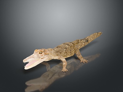 Crocodile Alligator Nile Crocodile carnivore reptile cold-blooded animal reptile model