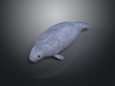 Realistic Gray Manatee With Green Spots On Dark Reflective Background Surface 3d model