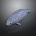 Realistic Gray Manatee With Green Spots On Dark Reflective Background Surface 3d model