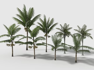 Multiple Palm Trees of Various Sizes Arranged Together as 3D Models on White Background 3d model