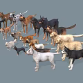 Various Dog Breeds Standing Together In Group Against Gray Background