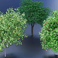 Types of Arbor Trees with Green Foliage and Colorful Fruits in Landscape Design