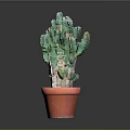 Potted Green Thorny Cactus Plant in Red Ceramic Pot for Indoor Decor