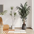 Indoor Bonsai Plants In Different Sizes With White Black Pots And Modern Interior Elements