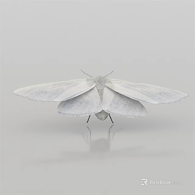 White Flying Moth with Delicate Spread Wings on Plain Gray Background Surface 3d model