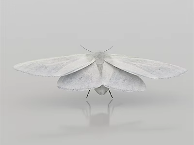 White Flying Moth with Delicate Spread Wings on Plain Gray Background Surface 3d model