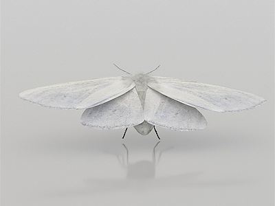 Modern American Hyphantria cunea model