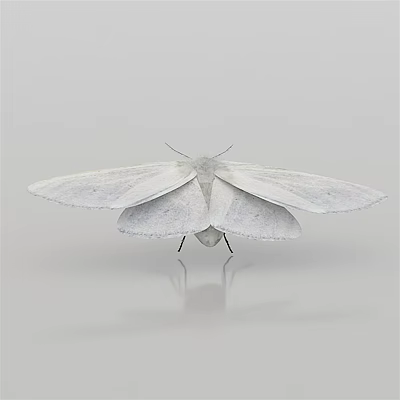 White Flying Moth with Delicate Spread Wings on Plain Gray Background Surface 3d model