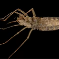 Brown Aquatic Insect With Long Legs And Segmented Body Isolated On Black Background