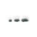 Blue Green Shrubs with Slender Leaves Various Shapes for Natural Garden Landscaping