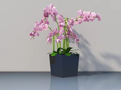 Pink Orchid Bonsai Potted Plant In Dark Geometric Pot On Shiny Surface With White Background 3d model