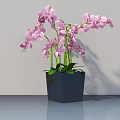 Pink Orchid Bonsai Potted Plant In Dark Geometric Pot On Shiny Surface With White Background