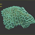 Vibrant Aquatic Animals Thriving In Natural Orange White Honeycomb Coral Structure