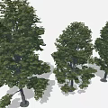 Cartoon Scene With Three Lush Green Leafy Trees And Natural Shaded Trunks