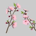 Beautiful Peach Blossom Branches With Pink Flowers Green Leaves And Buds