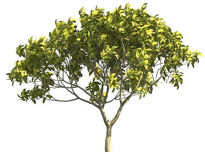 Lush Green Tree With Dense Foliage Light Brown Trunk And Branching Structure 3d model