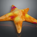 Colorful Starfish with Orange Yellow and Purple Spots and Honeycomb Texture on Dark Reflective Surface