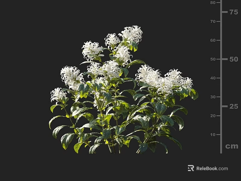 White Flowering Plant With Green Leaves On Black Background And Height Measurement Scale 3d model 