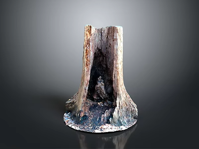 Tree Stump With Natural Weathered Wooden Texture On Smooth Black Surface 3d model
