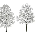 Two Snow Covered Deciduous Trees With Bare Branches On White Background 3d model