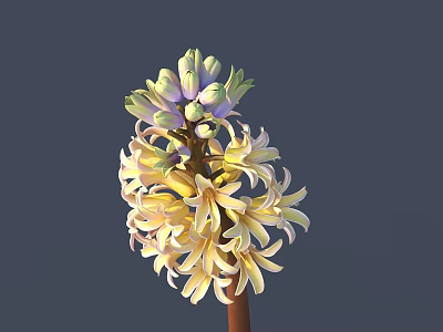 Blooming Yellow And White Hyacinth Flower With Cluster Petals And Green Buds 3d model