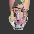 Detailed 3D Medical Head Organs Anatomy Model Showing Internal Structures