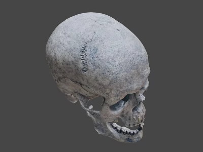 Detailed Human Skull With Textured Surface And Anatomical Features 3d model