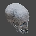 Detailed Human Skull With Textured Surface And Anatomical Features