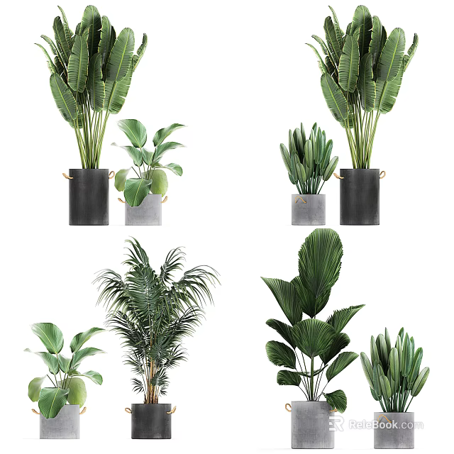 Diverse Potted Plants With Large Green Leaves And Decorative Gray Black Pots 3d model 