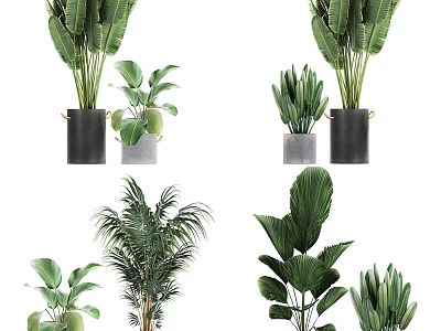 Diverse Potted Plants With Large Green Leaves And Decorative Gray Black Pots 3d model