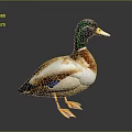 Duck With Green Head Brown Body And Yellow Beak Standing On Gray Background With Reflection