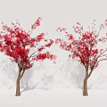 Two Arbor Trees With Red Blossoms And Brown Trunks In White Setting 3d model