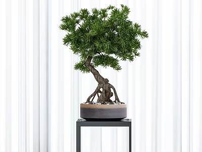 Bonsai Tree With Green Foliage And Exposed Roots Placed On Black Stand Against White Curtain 3d model
