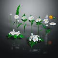 White Daisies with Green Leaves in Fresh Plant Arrangement on Reflective Surface
