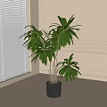 Large Potted Plant With Slender Trunks And Green Leaves In Black Striped Pot By Window With Light Walls